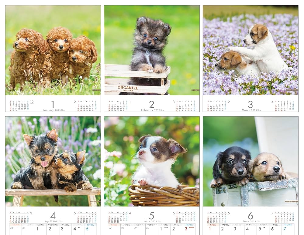 大きい犬と小さい犬のカレンダー（5） Amazon.co.jp: 2025 こいぬカレンダー（壁掛け）犬 ([カレンダー